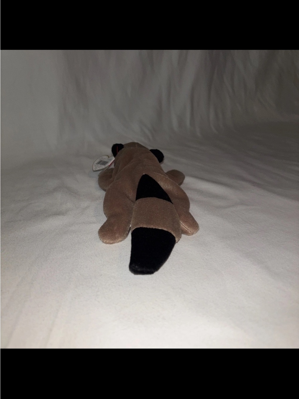 Ty Beanie Baby Ringo the Raccoon Plush - Picture 3 of 4